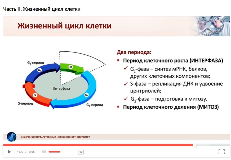 Процессов интерфазы клеточного цикла. Клеточный цикл. G0 период клеточного цикла. S фаза клеточного цикла. Жизненный цикл клетки диаграмма.